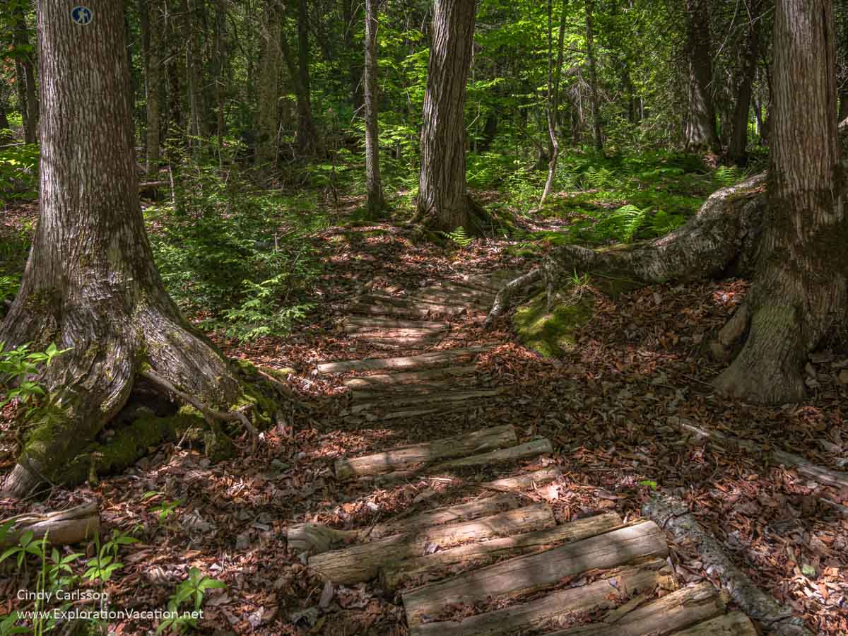 A log trail through a forest at Frog Bay Tribal National Park.