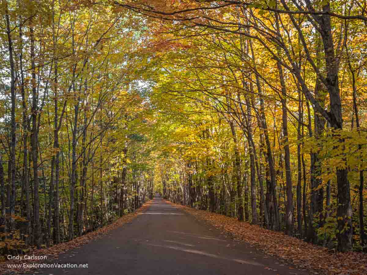 A dirt road running through a tunnel of trees with yellow and orange leaves in Michigan. 