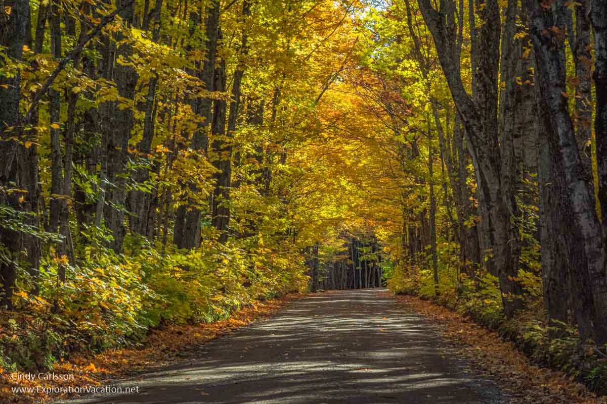 A dirt road that runs through a tunnel of yellow and orange trees near Houghton.