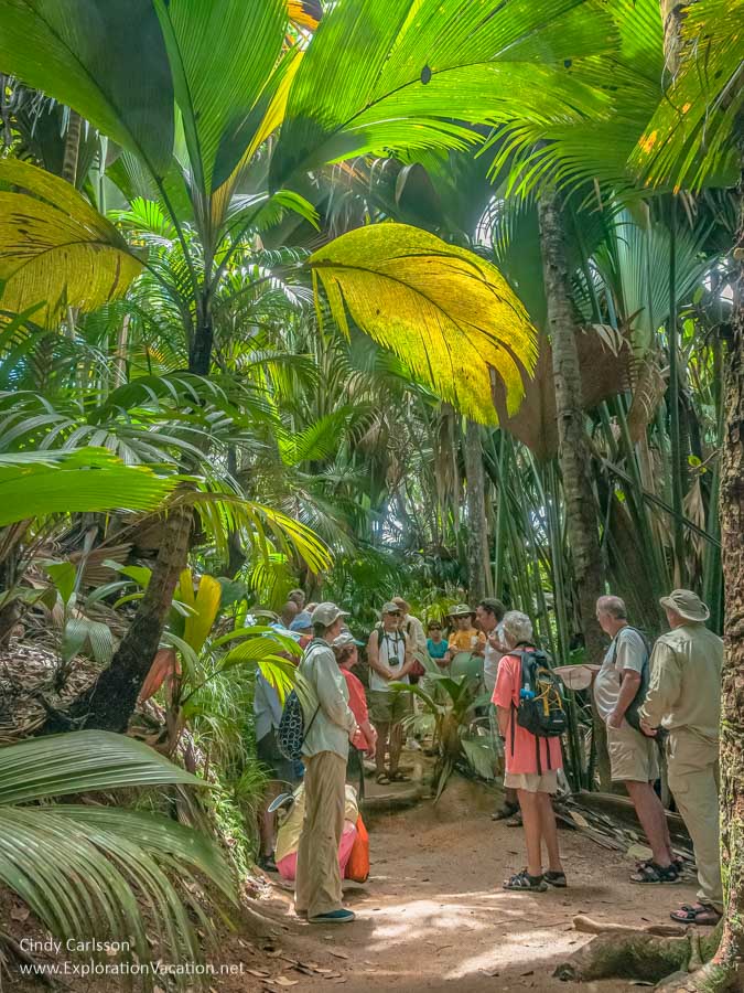 Photo of a group of people standing under the palms in the Vall&eacute;e de Mai Nature Reserve UNESCO World Heritage Site in Praslin National Park in the Seychelles. (Photo &copy; Cindy Carlsson on ExplorationVacation.net)