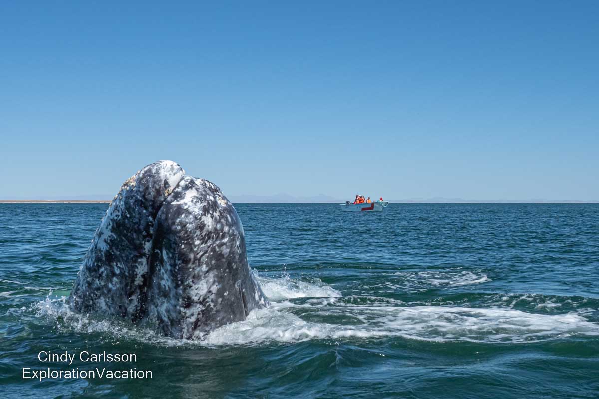 A gray whale spyhopping near the camera with a tiny whale-watching boat in the distance.