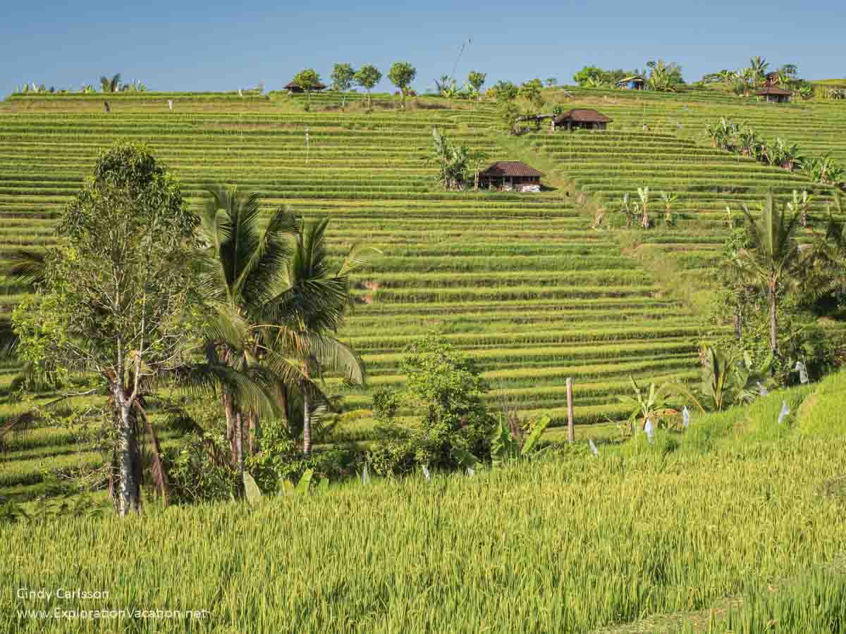 Green rice terraces up a hill with small shelters. 