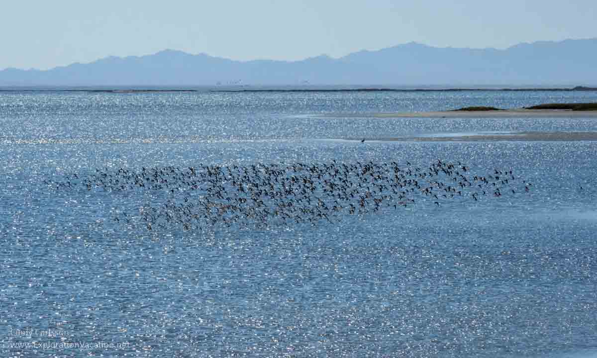 Small birds flying over water with desert hills in the background.