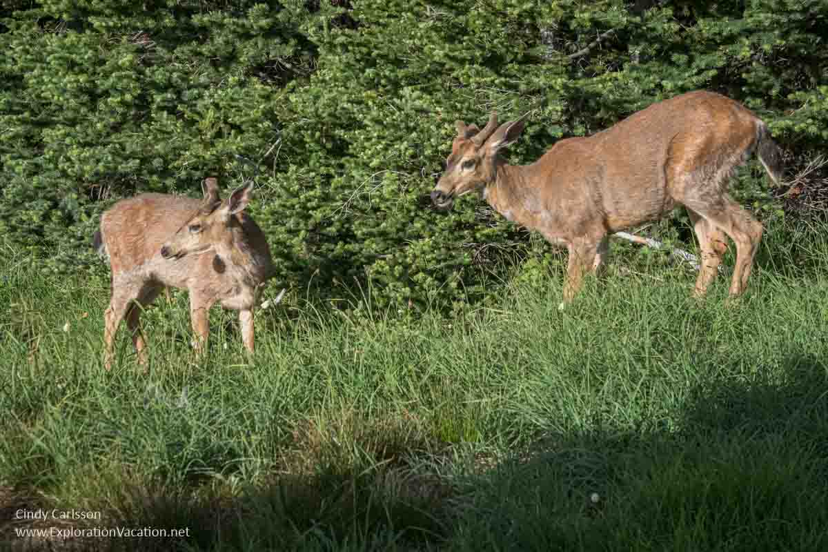 Two small deer in Olympic National Park.