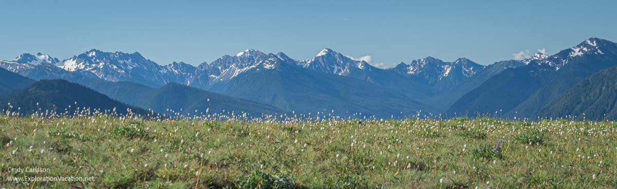 An alpine meadow in bloom with snow-capped mountains in the background.