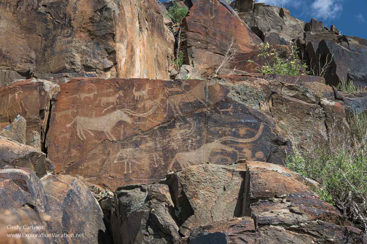 A rock wall with prehistoric petroglyphs of many types of animals.
