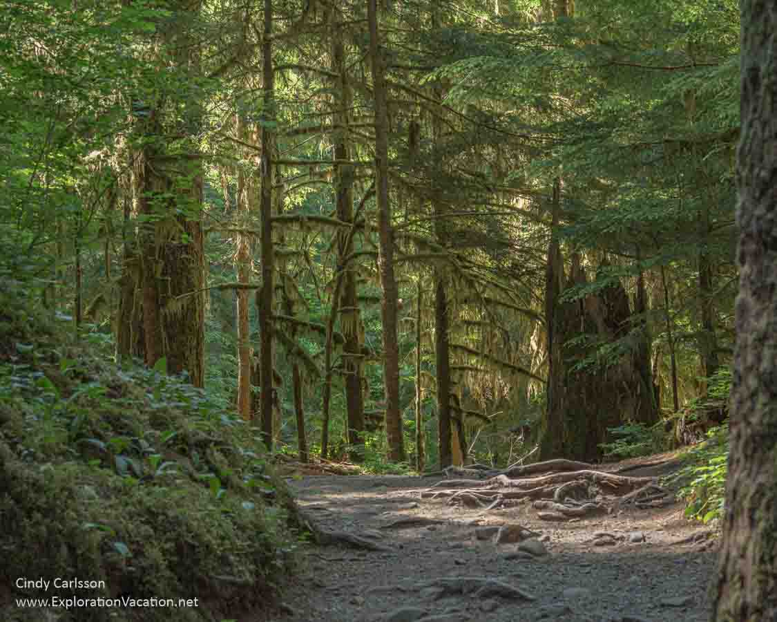 A trail through a pine forest.