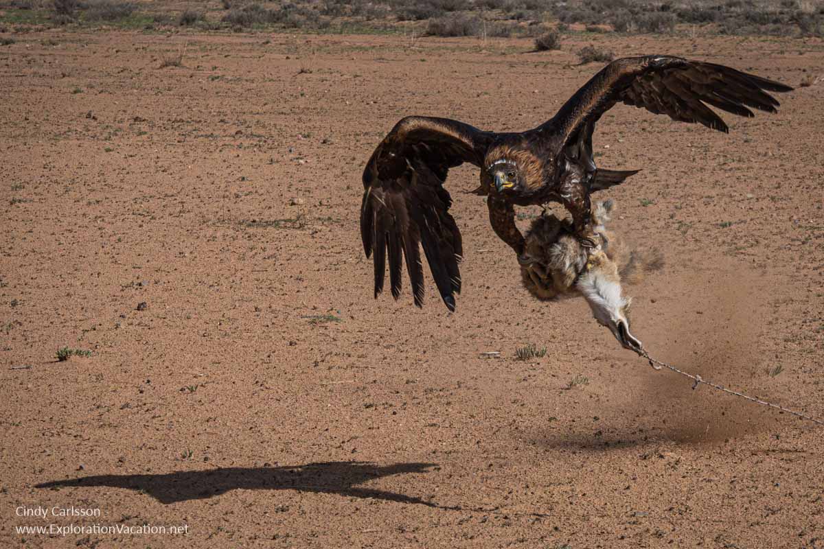 A golden eagle carrying a fox pelt tied to a rope.