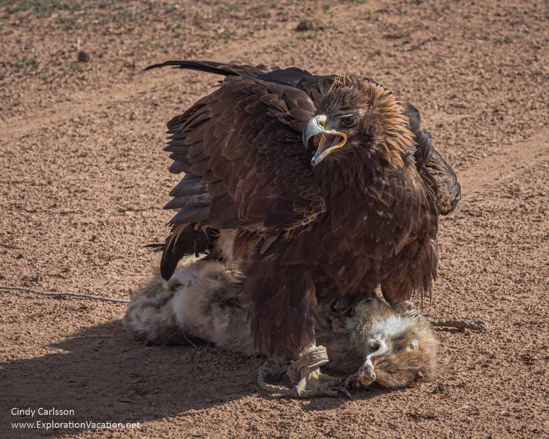 A golden eagle with a fox pelt.