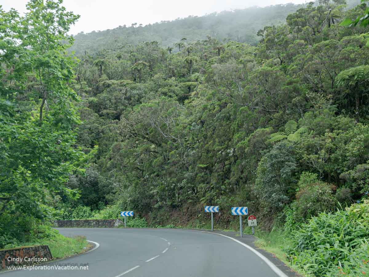 A curving road with lush vegetation on hillsides, including fern trees.