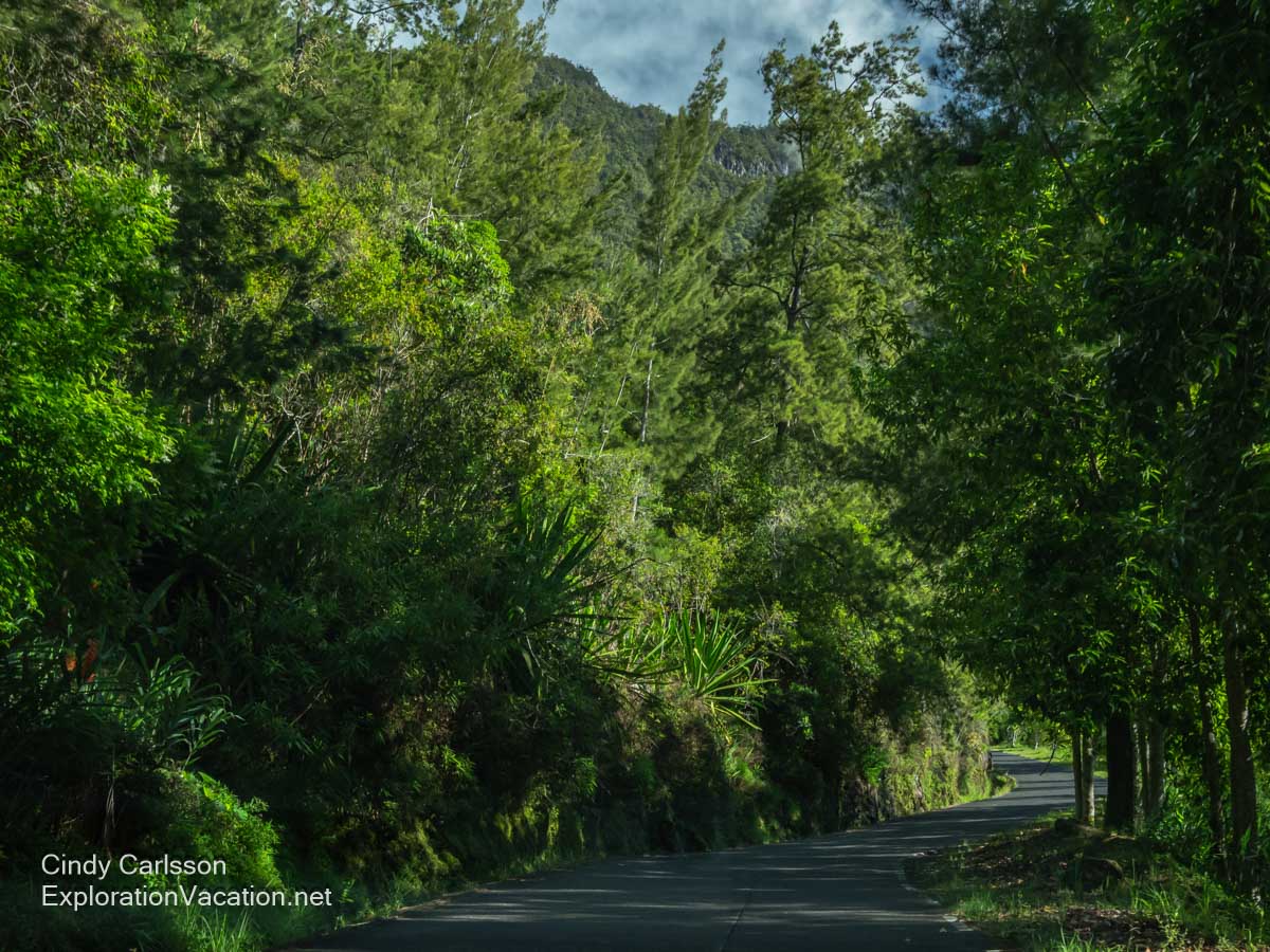 A narrow, curving road surrounded by trees and other vegetation.