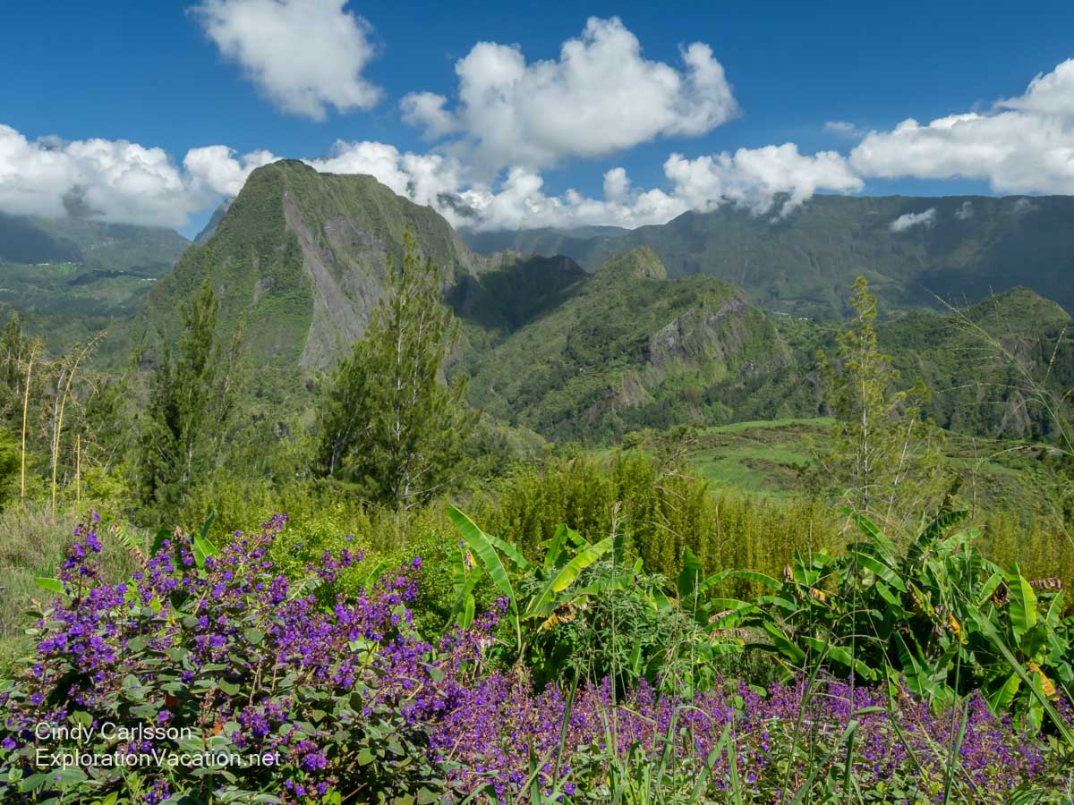 Mountain scenery with purple flowers on a sunny day. 