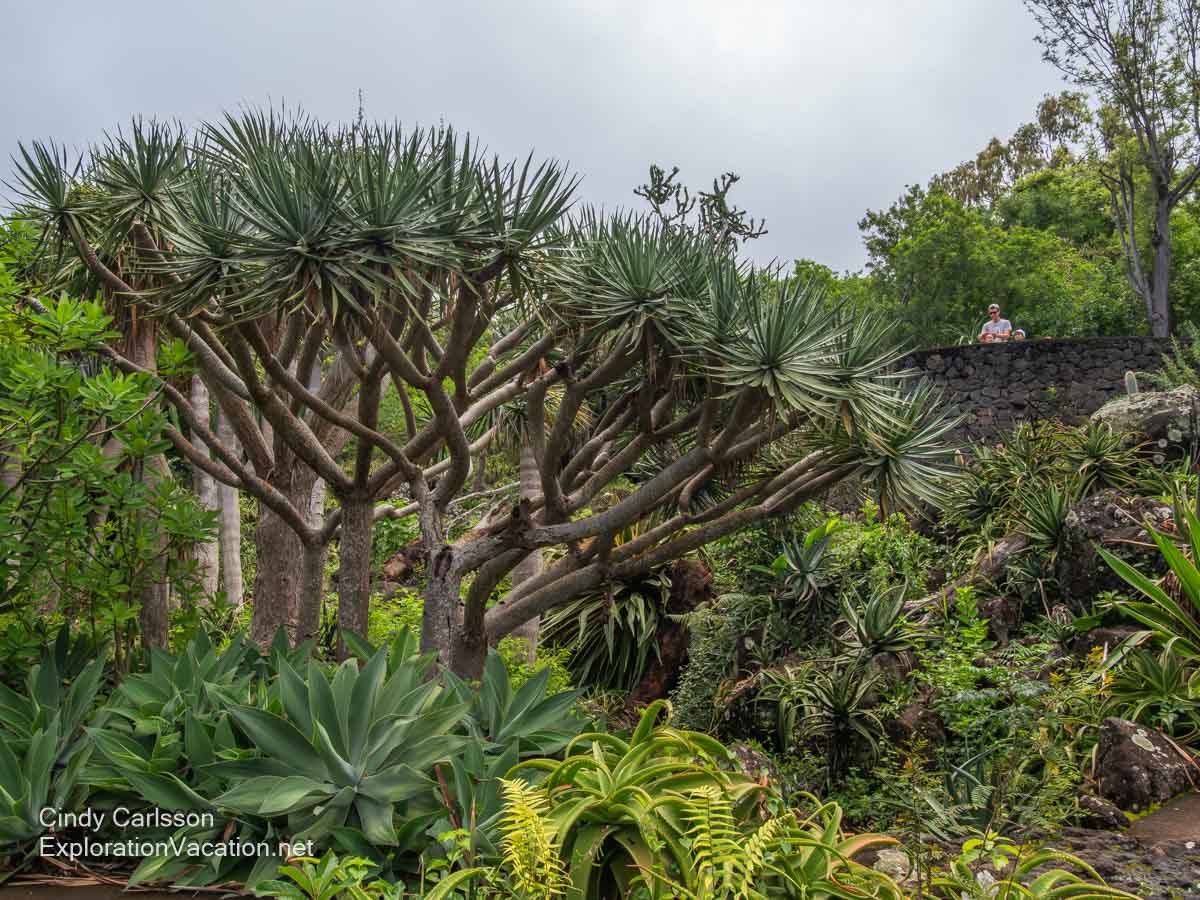 Large spiky plants with people looking at them from a raised viewing area in the background.