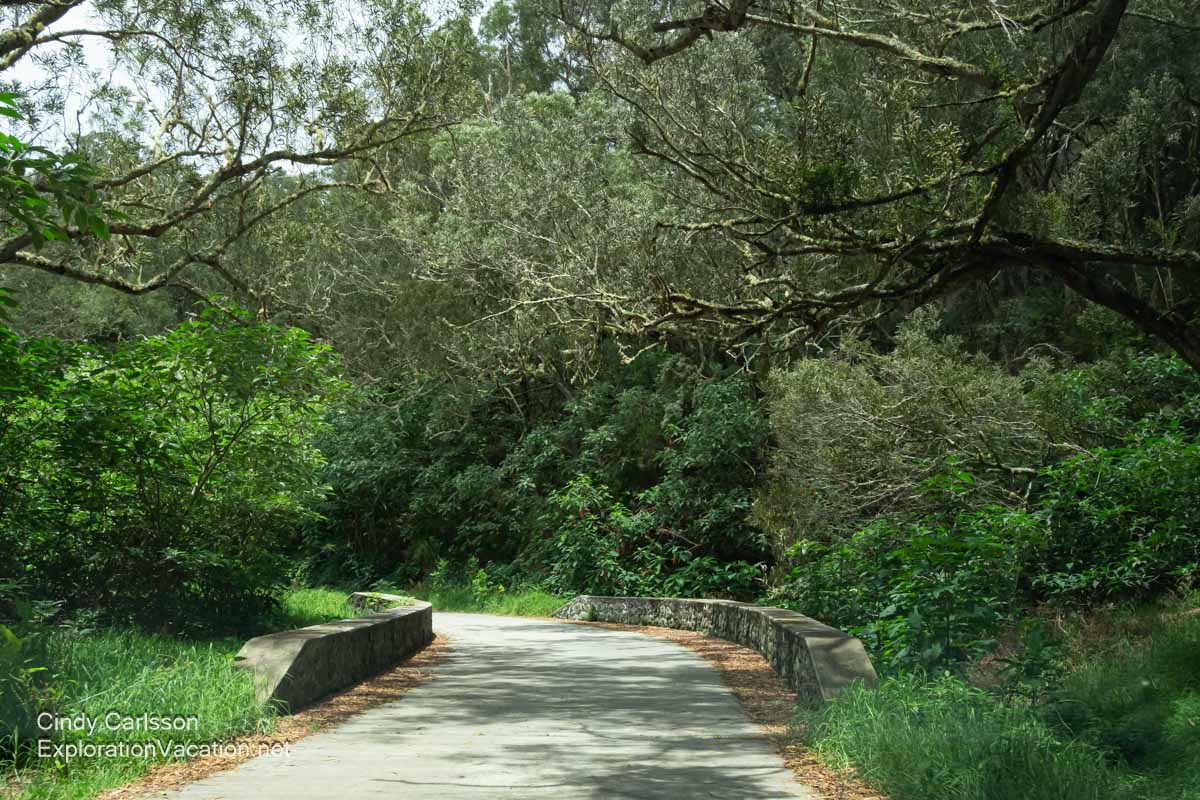 A narrow bridge with low concrete edges over a creek in a wooded area. 