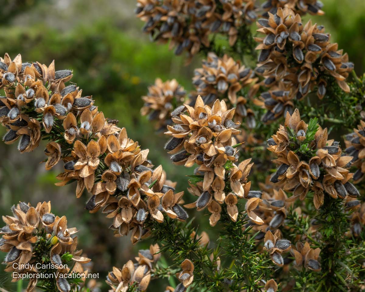 Dry, open seed pods on a plant.