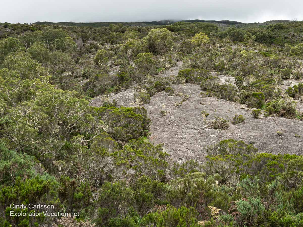 Scrubby vegetation between bare rock outcrops. 