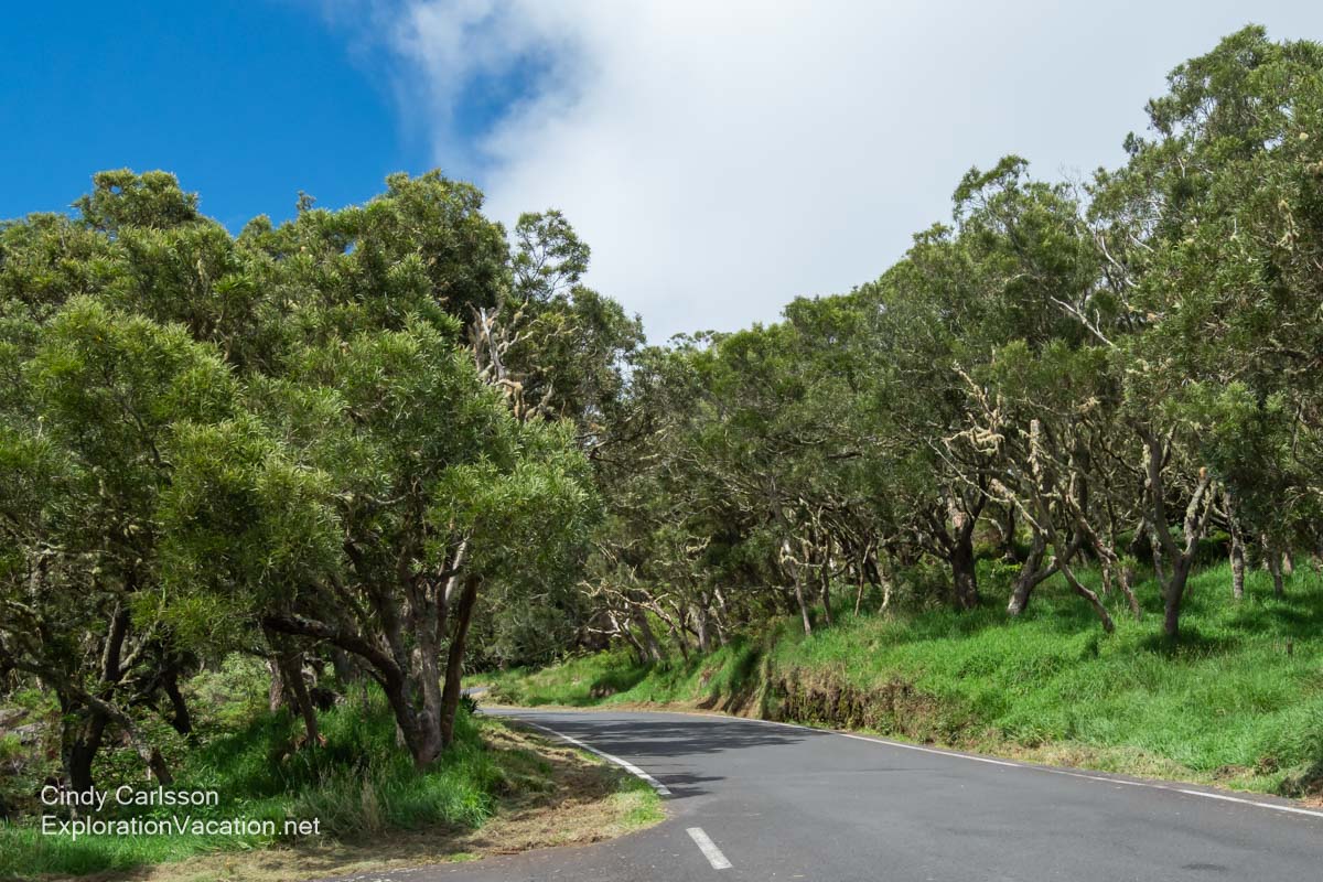 A very narrow road lined with small trees.