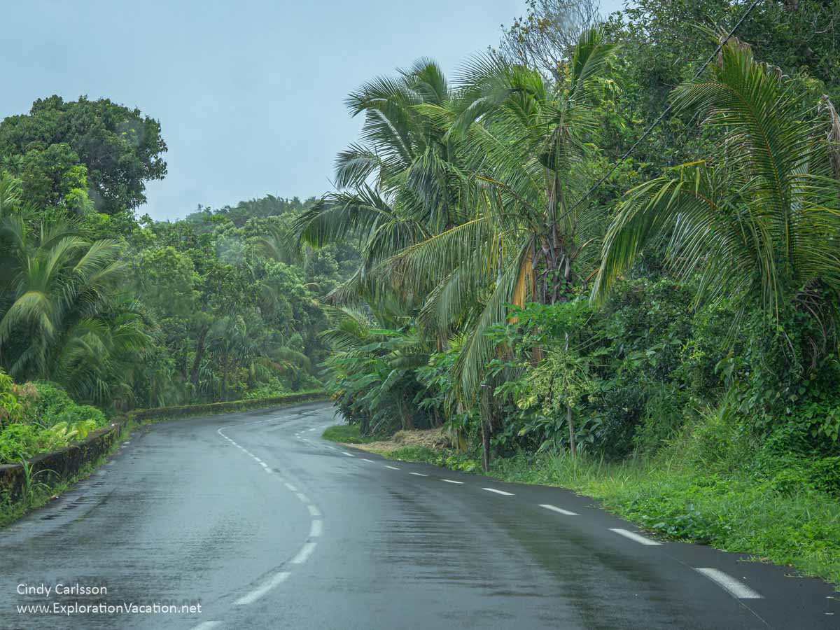 A curving, wet road crowded by palm trees in the rain.