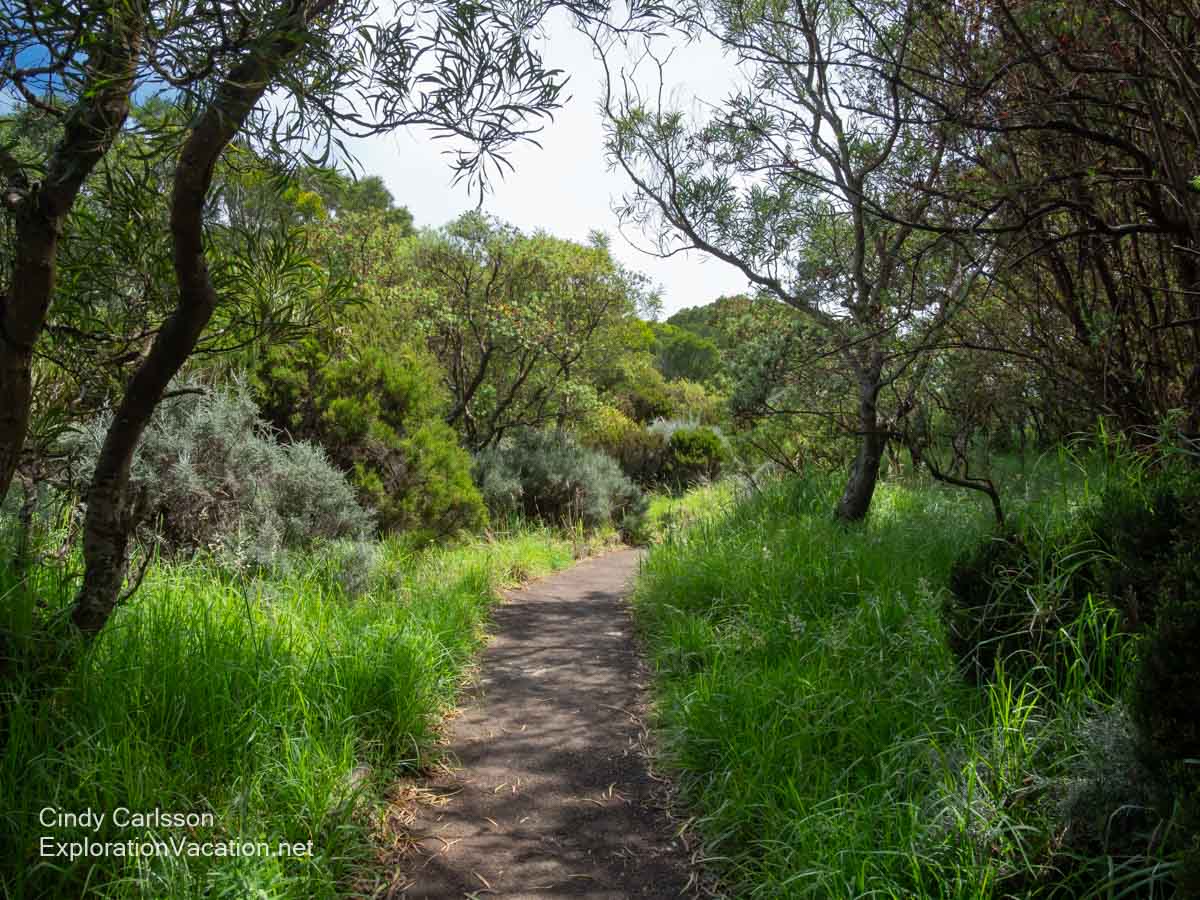 An unpaved path through grass and trees.