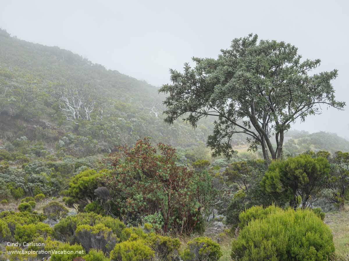 A landscape with a tree and fog.