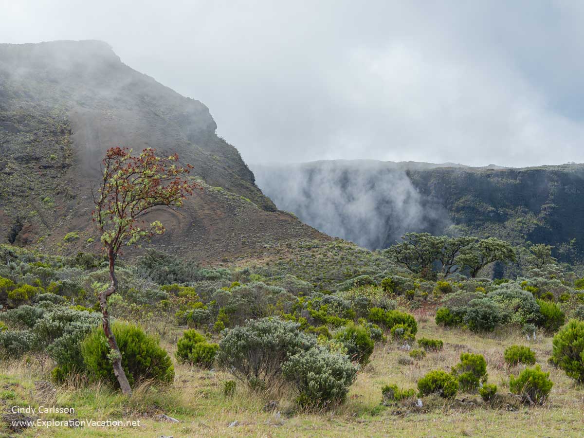 A landscape with a tree and fog in a mountainous area.