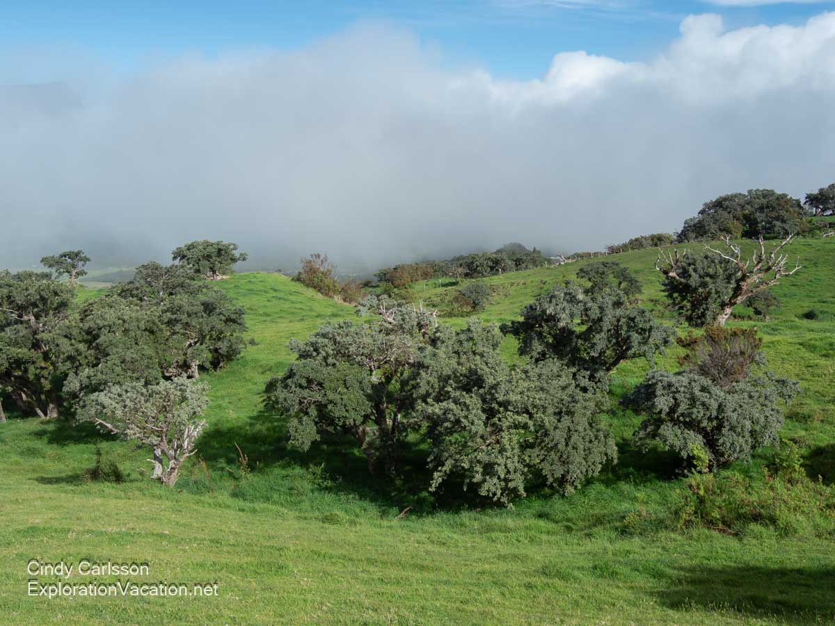 Lush green meadows with fog in the background. 