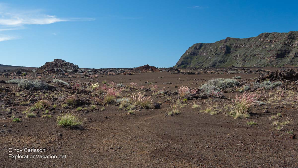 A desolate-looking plain with windblown plants.