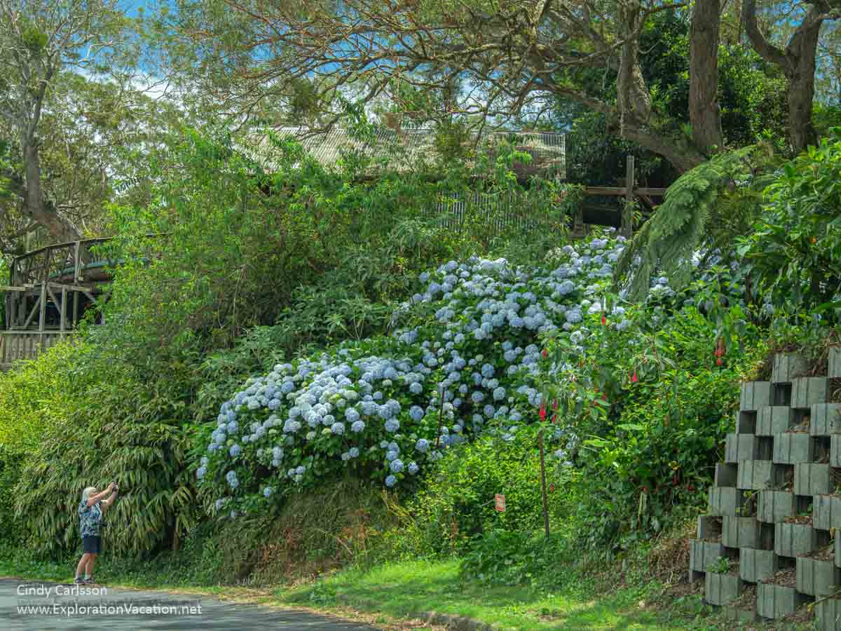 Roadside buildings and a woman photographing a hillside of blue hydrangeas.