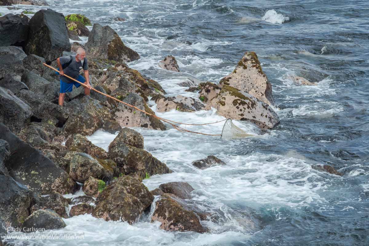 A man on a rocky seacoast dipping a long-handled net into waves as they wash ashore. 