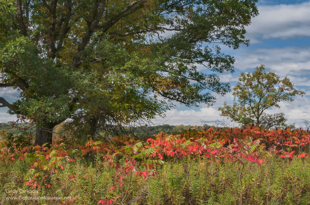 Prairie with a few trees and bright red sumac behind trees.