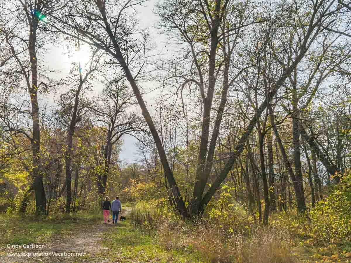 Two people walking through a fall woods with yellow leaves.