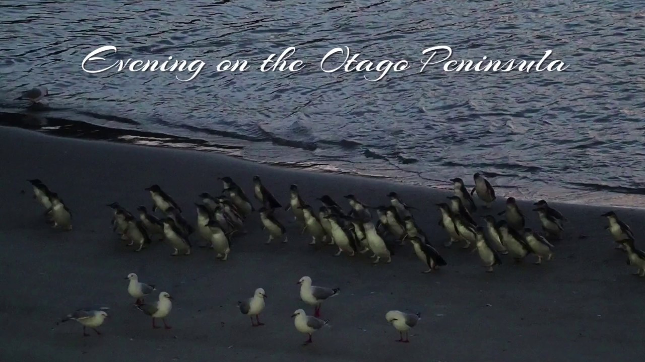 youtube placeholder image
